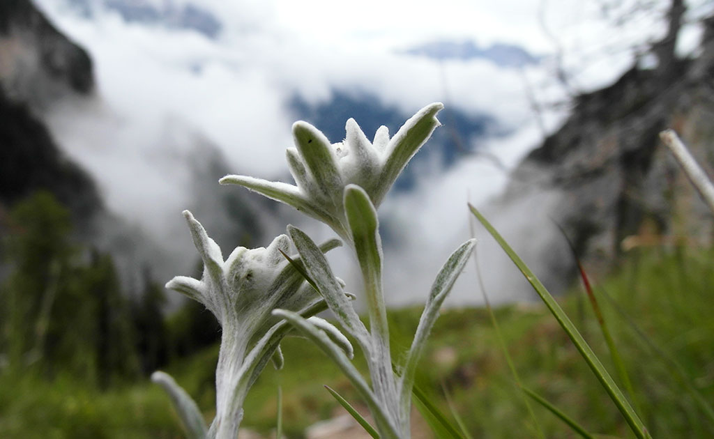 Edelweiss in den Dolomiten